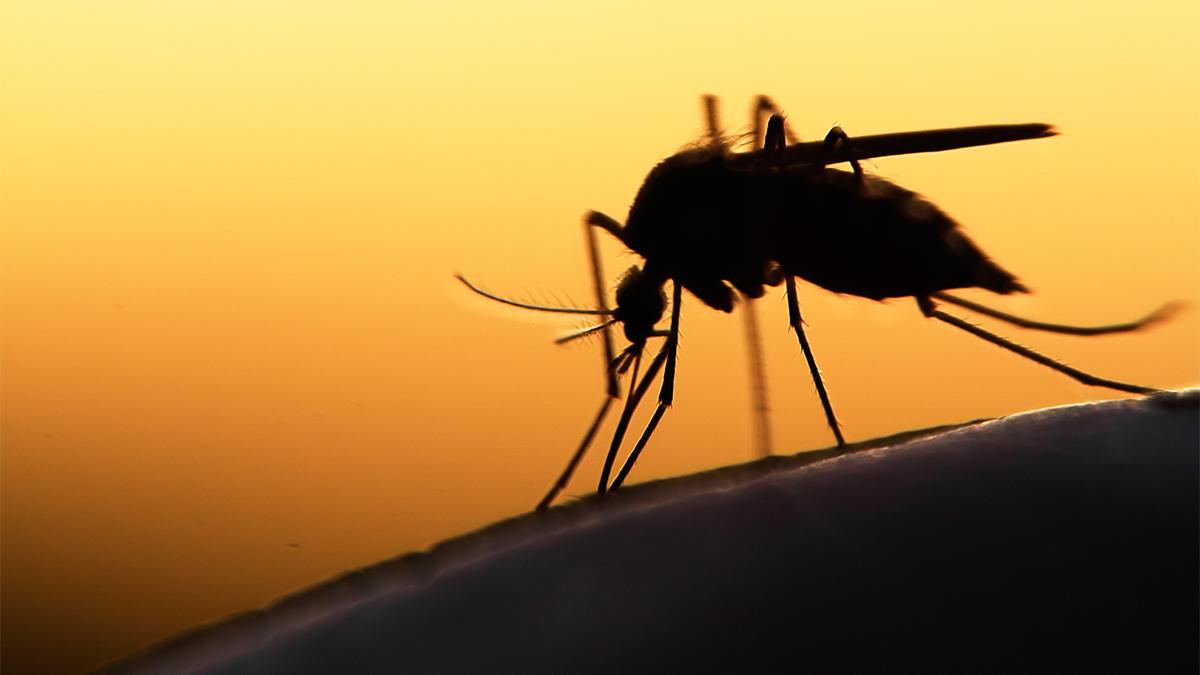 Westnijlvirus rukt op – zo houd je muggen buiten de deur