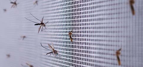 Bestrijd hooikoorts en muggen in de winter met horren