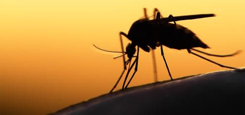 Westnijlvirus rukt op – zo houd je muggen buiten de deur