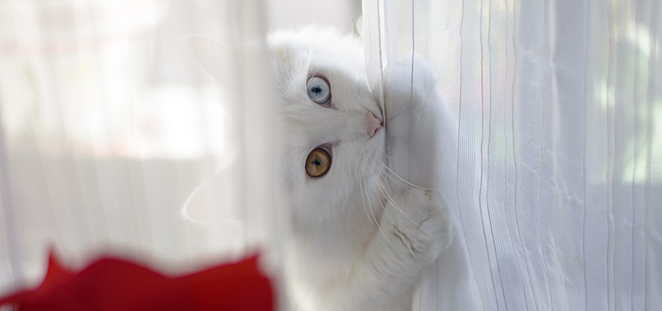 Help, mijn kat hangt in de gordijnen! Wat nu?
