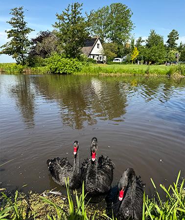 Zwarte zwanen vijver vrijstaande woning
