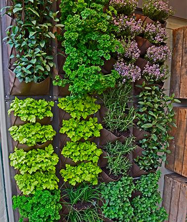 Verticaal tuinieren kleine tuin moestuin wand planten